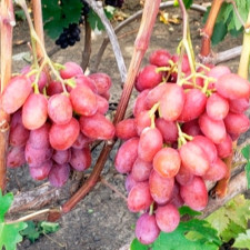 Виноград столовый Минор