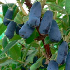 Жимолость їстівна Войтек, рання