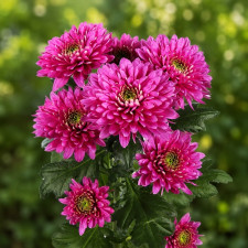 Хризантема гілкова Romance Purple