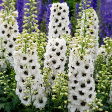 Дельфиниум Magic Fountains "White Dark Bee"