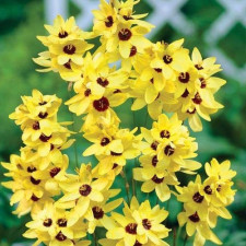 Іксія Yellow Emperor