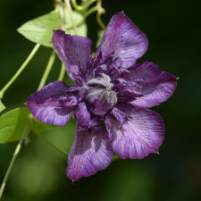 Клематис Welcome Home