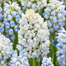 Мускари Nature’s Beauty