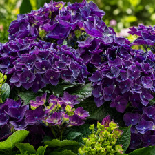Гортензия крупнолистная Music Collection "Deep Purple Dance"