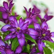 Клематис Glorius Day