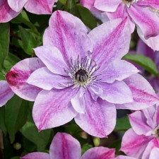 Клематис Super Cute
