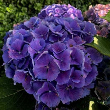 Гортензия крупнолистная Меджикал "Блю Беллс", Magical "Blue Bells"