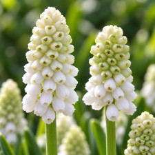 Мускари White Magic