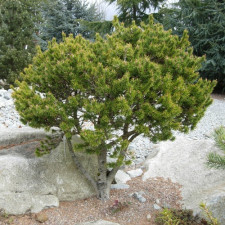 Сосна канадская Банкса