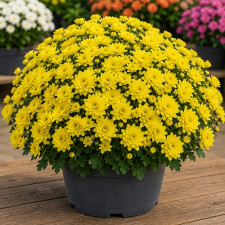 Хризантема мультифлора Bransound Yellow
