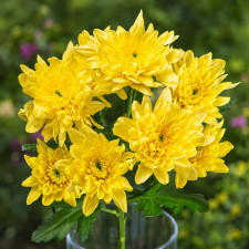 Хризантема веточная Carole Yellow