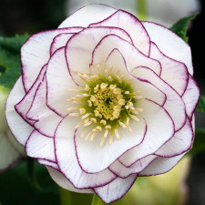 Морозник восточный Double White with Purple Edge