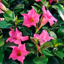 Дипладения Mandevilla Quartz Pink Yellow