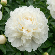 Пион травянистый Eden's Temptation