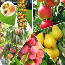 Комплект колоновидных “Мини-Сад на 5”