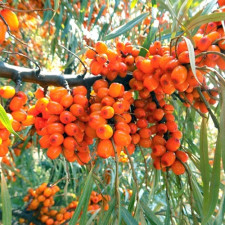 Облепиха женская Ева