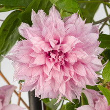 Клематис Multi Pink