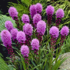 Лиатрис колосковый Kobold