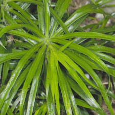 Драцена узколистная