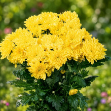 Хризантема веточная Altaj Yellow