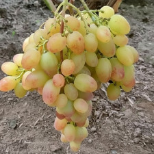 Виноград столовий Пам’яті Шмельова