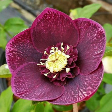 Морозник Anemone Purple Red