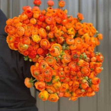 Лютик садовый Tomer Orange