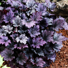 Гейхера Frosted Violet