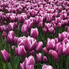Тюльпан многоцветковый Purple Elegance