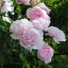 Роза флорибунда Наташа Ричардсон