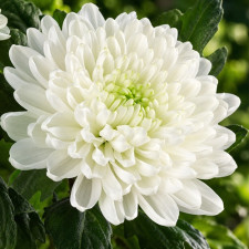 Хризантема крупноцветковая Romance White