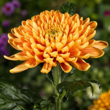 Хризантема крупноквіткова Rossano Orange