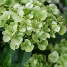 Гортензия ампельная Файритрейл Грин, Fairytrail Green