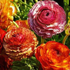 Лютик садовый Aviv Picotee Cafe