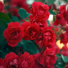 Роза плетистая Дебют