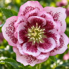 Морозник восточный Double Pink Spotted