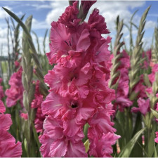 Гладиолус гофрированный Kingston Ruffle