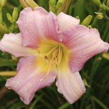 Лілійник Catherine Woodbury