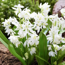 Пролесок Siberica Alba