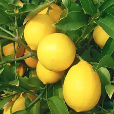 Лимон Орнаментале