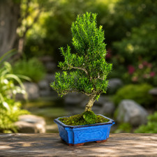 Бонсай самшит "Harlandii", форма майоги