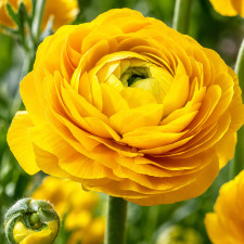 Ранункулюс Tomer Yellow