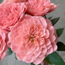 Роза японская Микото