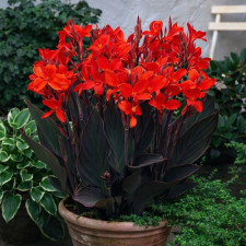 Канна краснолистная Red Wine