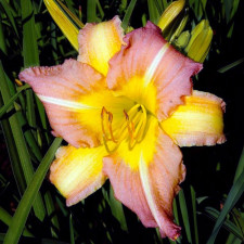 Лілійник EveryDaylily Pink Cream