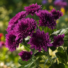 Хризантема веточная Dante Purple