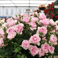 Роза флорибунда Натали Ричардсон