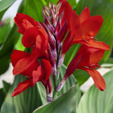 Канна Brilliant