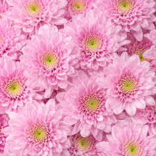 Хризантема гілкова Belicia Pink