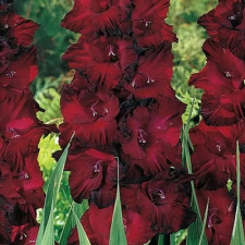 Гладиолус At Night